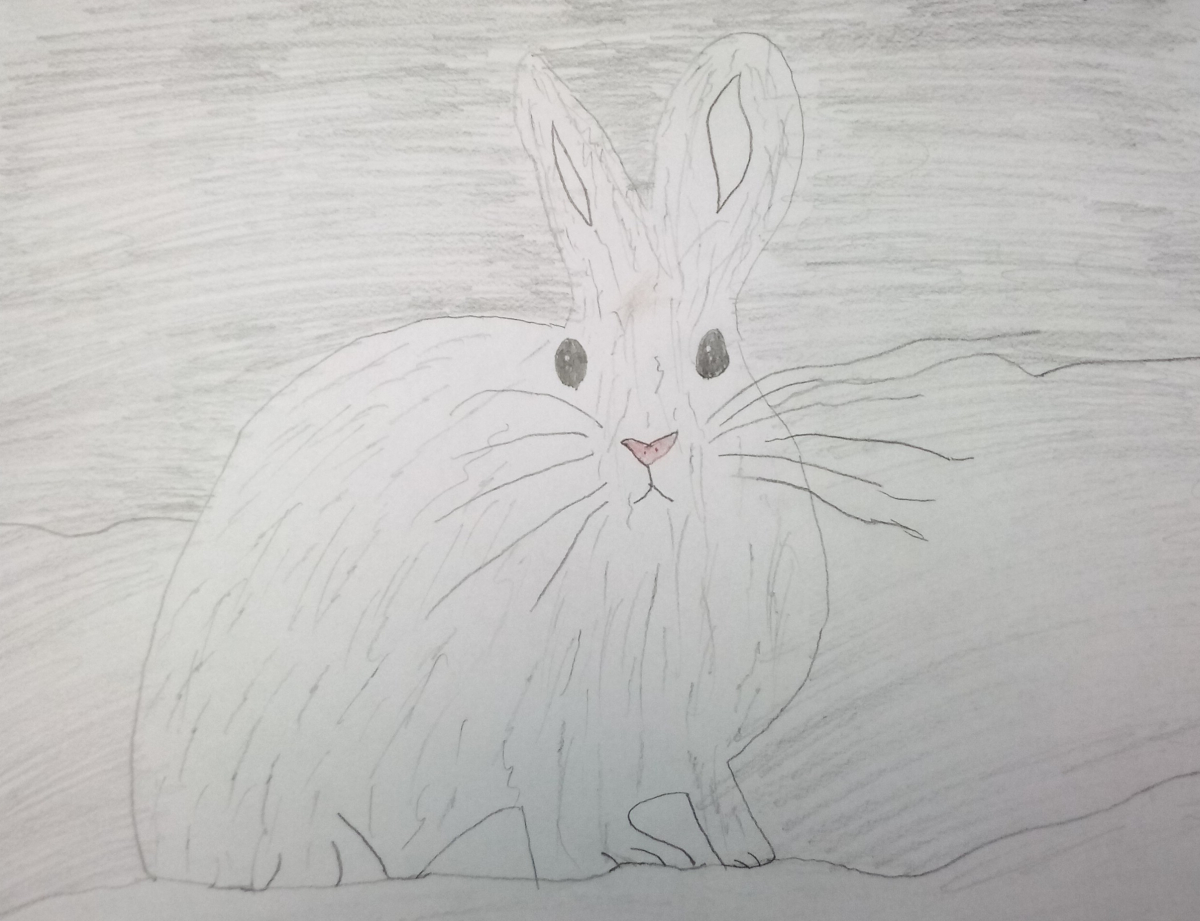 bunny