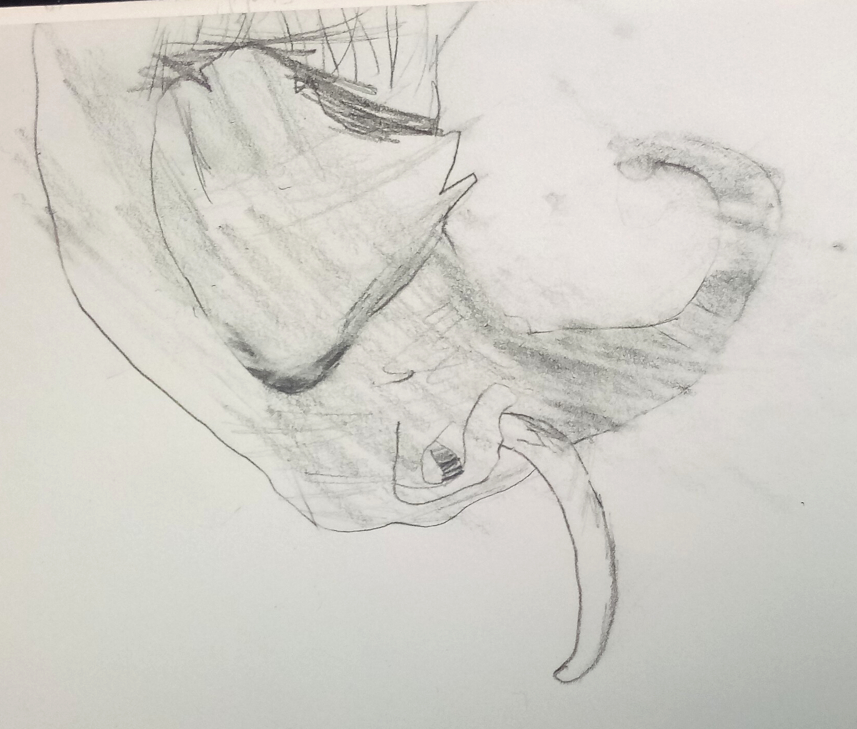 elephant