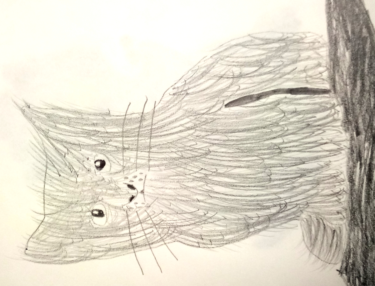 cat