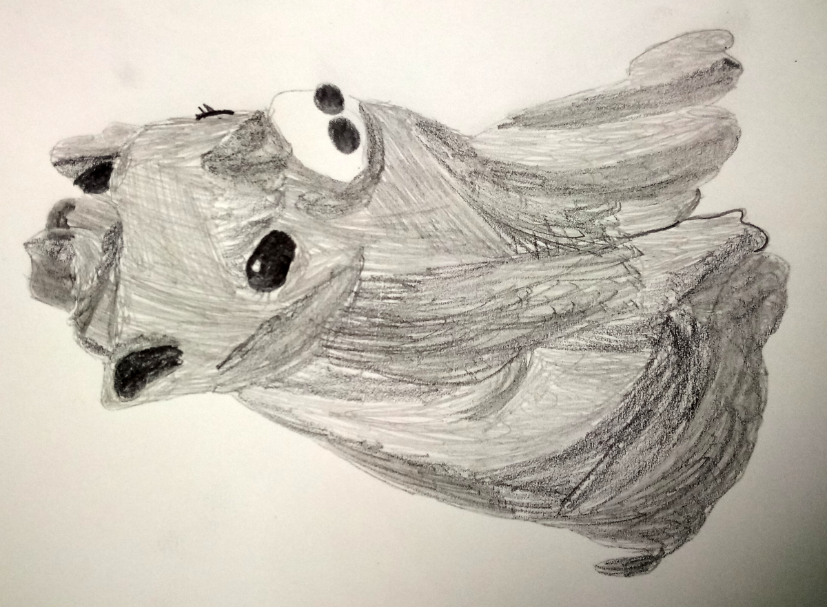 pig