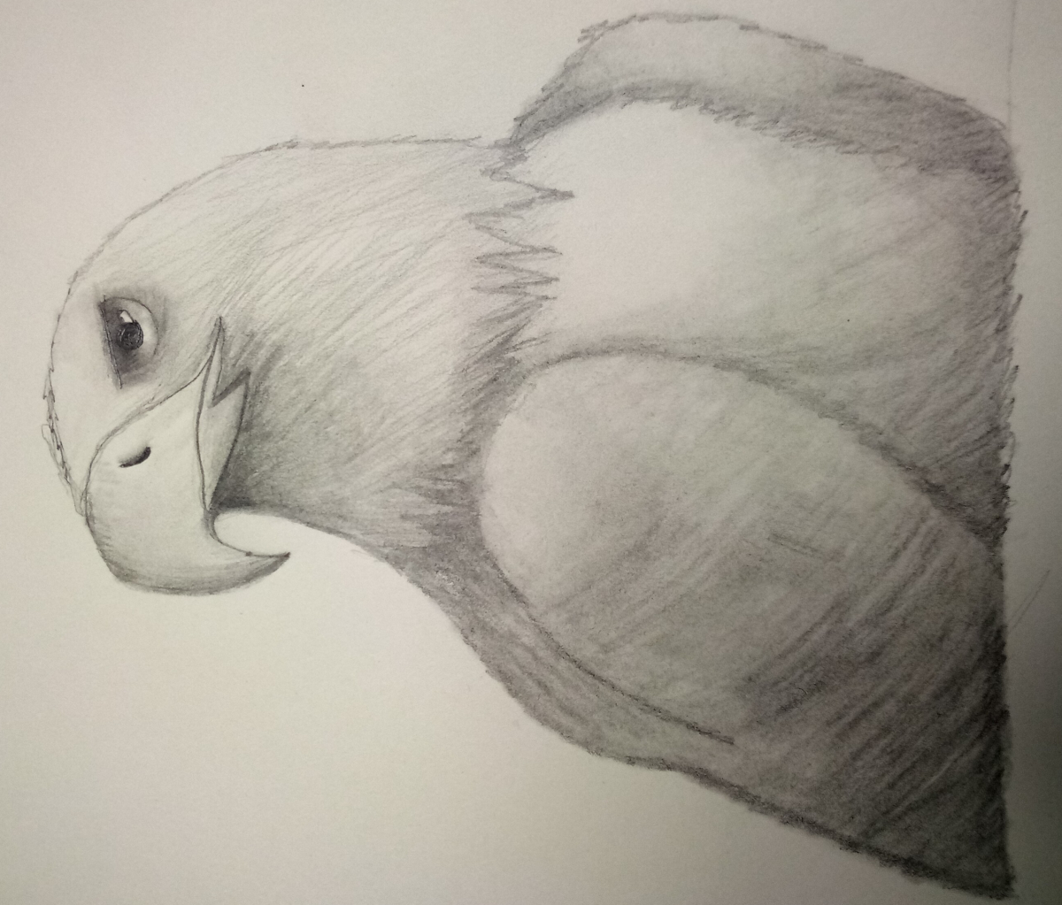 eagle