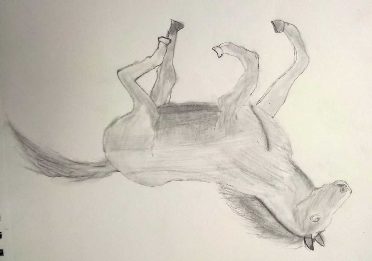 horse