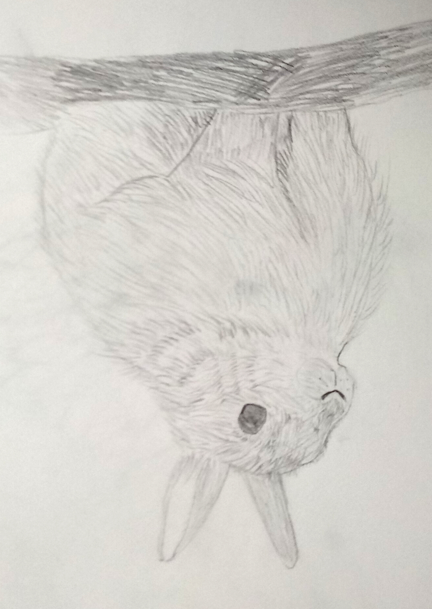bunny