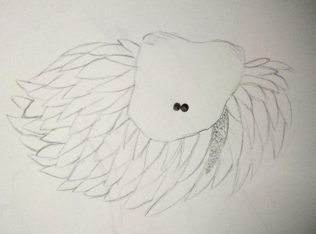 sea sheep